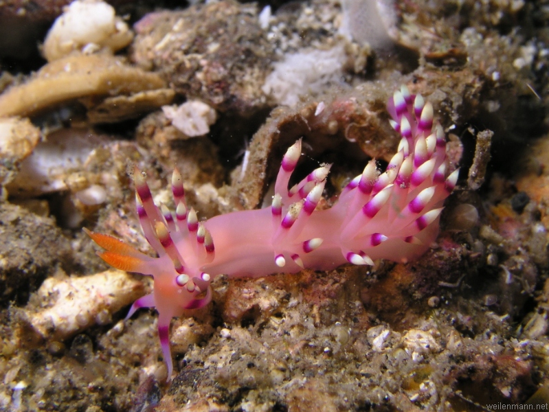 Nudi Branch